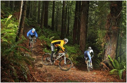 Redwoods mountain clearance biking